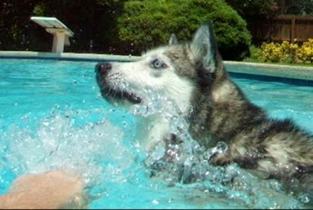 Kema in the Water 03.jpg